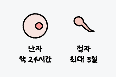 배란일