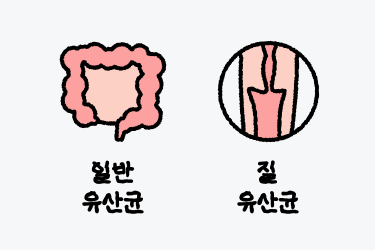 일반유산균 질유산균 차이